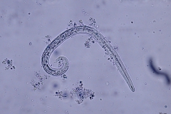 A. abstrusus - larva prvého štádia