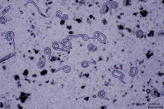 A. abstrusus - silná infekcia