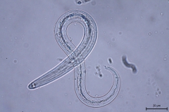 A. abstrusus - larva prvého štádia (detail)