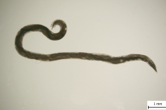 A. vasorum - samica