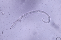 A. vasorum - larva prvého štádia