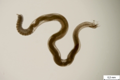 A. vasorum - samec