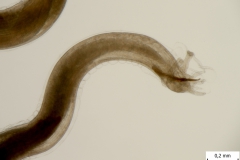 A. vasorum - detail chvostovej časti samca
