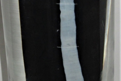 A. magna - adult