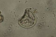 Anoplocephala spp. -  vajíčko