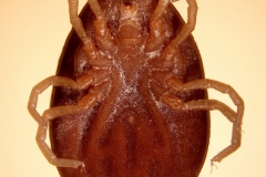 Argas spp. - ventrálny pohľad