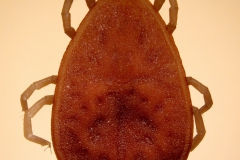 Argas spp. - dorzálny pohľad