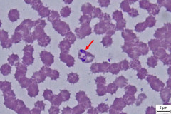 B. canis (označené šípkou)