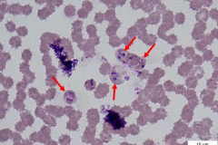 B. canis (označené šípkou)