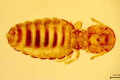 B. equi - dospelec