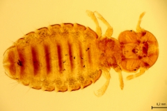 B. caprae - dospelec (trvalý mikropreparát)