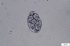 Ancylostoma sp. - vajíčko