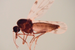Culicoides spp. - samička