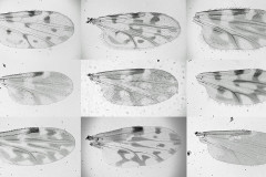 Príklady variability sfarbenia krídiel rôznych druhov Culicoides spp.