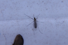 Samica rodu Aedes vo voľnej prírode
