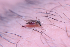 Cicajúca samica Aedes spp.