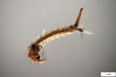 Larva rodu Aedes - laterálny pohľad