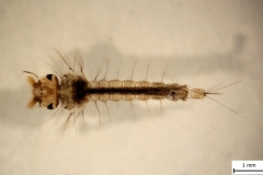 Larva rodu Aedes - dorzálny pohľad