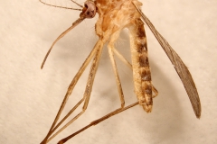 Samica rodu Aedes