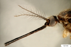 Detail hlavy samice rodu Aedes