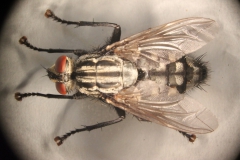 Sarcophaga carnaria