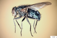 Calliphora vicina