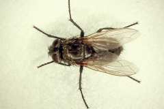 Musca domestica - dorzálny pohľad