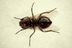 Musca domestica - ventrálny pohľad