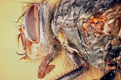Calliphora vicina - detail hlavy (laterálny pohľad)
