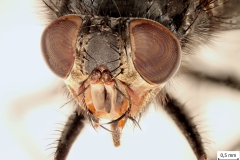 Calliphora vicina - detail hlavy