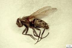 Musca domestica - laterálny pohľad