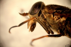 Tabanus spp. - laterálny pohľad (detail hlavy)