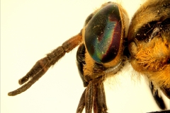 Chrysops spp. - laterálny pohľad (detail hlavy)