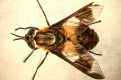 Chrysops spp.