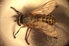 Tabanus spp.