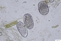 č. Trichostrongylidae - vajíčka