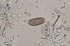 C. aerophila - vajíčko