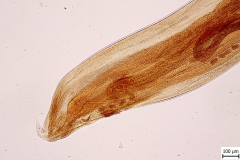 Ch. ovina - chvost samice (trvalý mikropreparát)