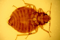 O. hirundinis - adult (dorzálny pohľad)