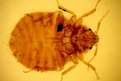 O. hirundinis - adult (ventrálny pohľad)