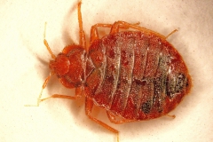 C. lectularius - adult (dorzálny pohľad)