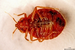 C. lectularius - adult (ventrálny pohľad)