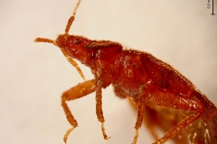 C. lectularius - adult (laterálny pohľad)