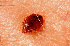 C. lectularius - adult (na hostiteľovi)