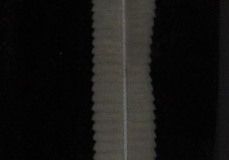 C. ctenoides - adult (trvalý makropreparát)