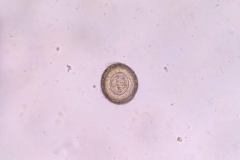 Cittotaenia spp.  -  vajíčko
