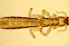 C. columbae - dospelec (trvalý mikropreparát)