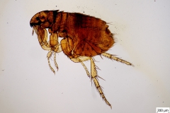 C. felis (trvalý mikropreparát)