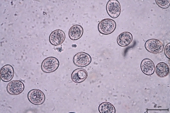 pes - Cystoisospora sp. (malé) oocysty v rôznom stupni sporulácie