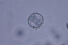 mačka -  Cystoisospora rivolta (vysporulovaná oocysta)